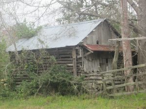 Tobacco curing barn ruins